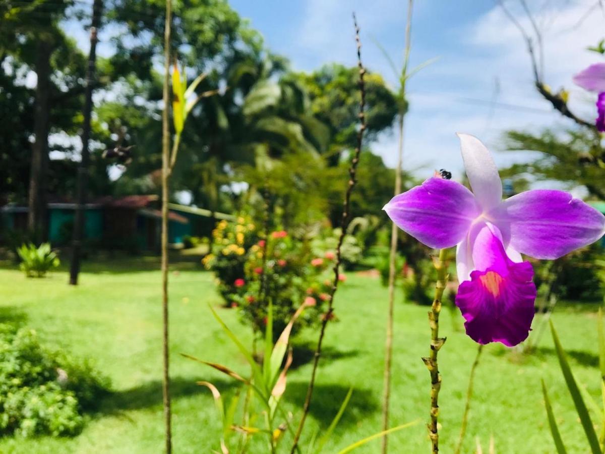 All Rankins Eco-Lodge Tortuguero Exterior photo